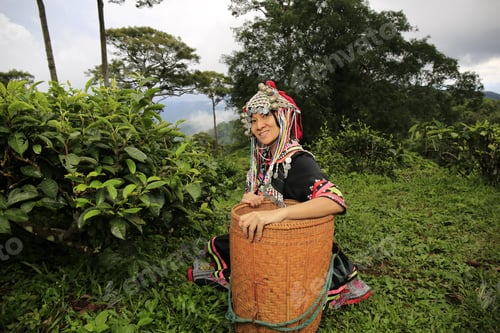 Preview: Hill Tribe Asian Woman In Traditional Clothes Collecting Tea Leaves With Basket In Tea Plantations