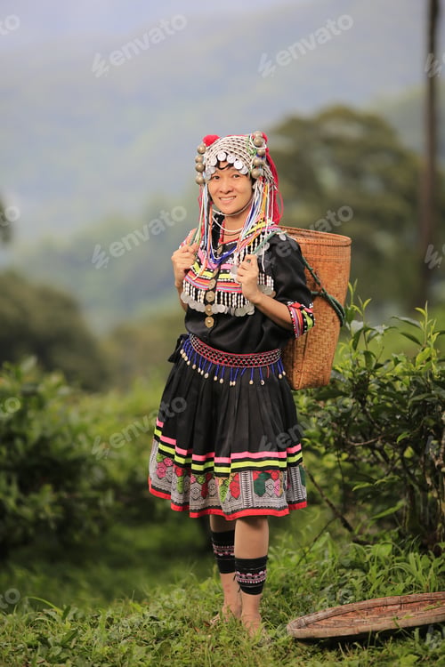Preview: Hill Tribe Asian Woman In Traditional Clothes Collecting Tea Leaves With Basket In Tea Plantations