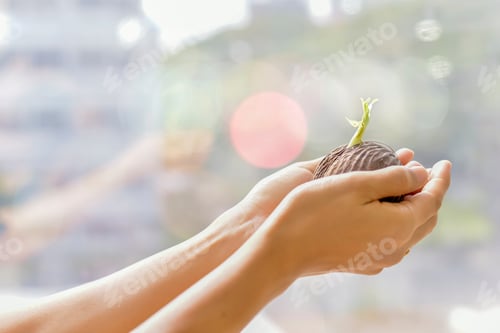 Preview: New Born Small Green Seedlings Are Grown From The Seeds Of The Suicide Tree In Hand.A New Grown