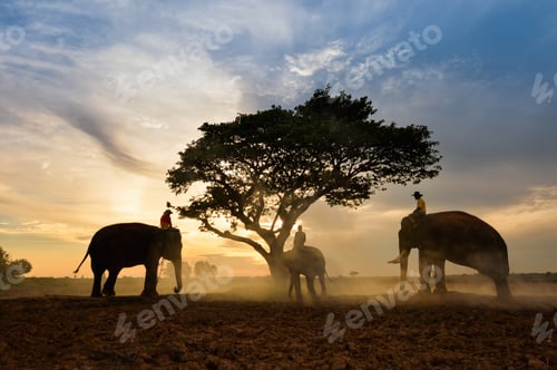 Preview: Elephant And Man Hometown In The Field On During Sunrise ,Surin Thailand