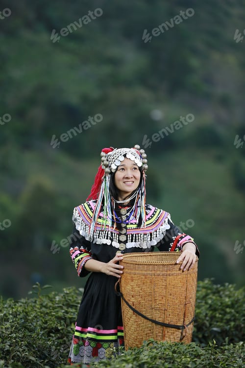Preview: Hill Tribe Asian Woman In Traditional Clothes Collecting Tea Leaves With Basket In Tea Plantations