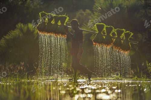 Preview: The Farmer Holding Ricebaby On Green Fields ,Thailand