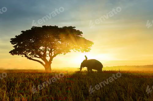 Preview: Elephant And Man On Sunrise In The Field,During Sunset,Thailand