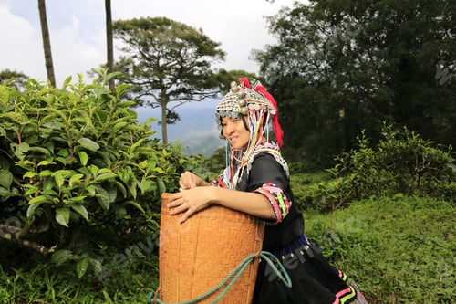 Preview: Hill Tribe Asian Woman In Traditional Clothes Collecting Tea Leaves With Basket In Tea Plantations