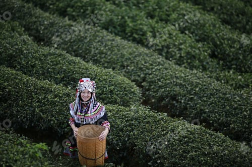 Preview: Hill Tribe Asian Woman In Traditional Clothes Collecting Tea Leaves With Basket In Tea Plantations