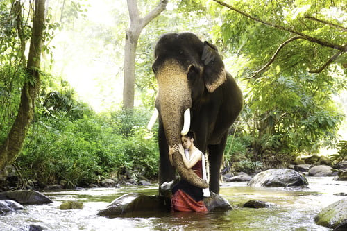 Preview: Beautiful Asian Woman Wears Thai Dress With Her Elephant