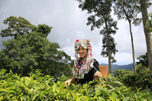 Preview: Hill Tribe Asian Woman In Traditional Clothes Collecting Tea Leaves With Basket In Tea Plantations