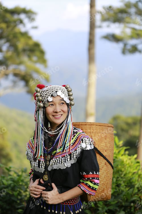 Preview: Hill Tribe Asian Woman In Traditional Clothes Collecting Tea Leaves With Basket In Tea Plantations