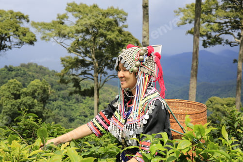 Preview: Hill Tribe Asian Woman In Traditional Clothes Collecting Tea Leaves With Basket In Tea Plantations