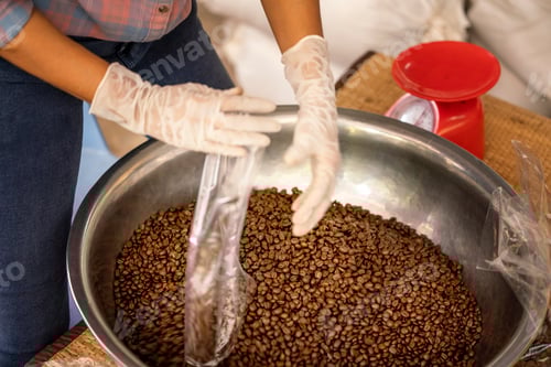 Preview: Agriculturist Scoop The Roasted Coffee Beans Into A Plastic Bag. Agriculturist Hands Collecting The