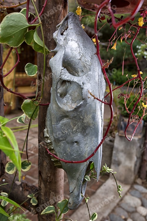 Preview: Horse Skull Painted In Silver As Garden Decoration