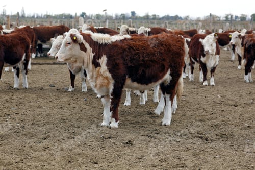 Preview: Hereford Cattle Farm