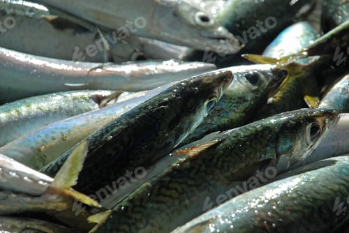 Preview: Fresh Fish Caught In Rio De Janeiro, Fishmongers In Copacabana