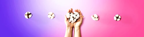 Preview: Female Hands Holding Cotton Flowers - Flat Lay