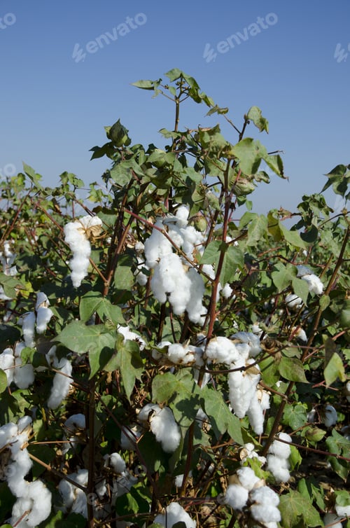 Preview: Cotton In The Field, Central California, Just Before Harvesting