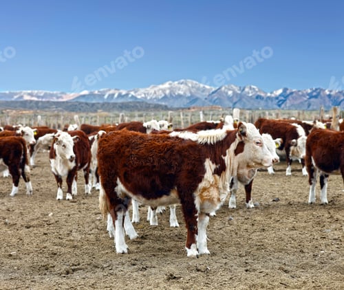 Preview: Hereford Cattle Farm