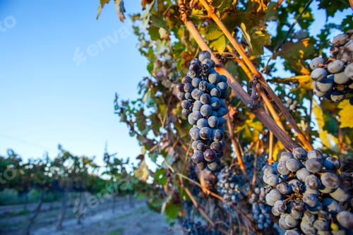 Preview: Grape Plantation In The State Of Mendoza, Argentina