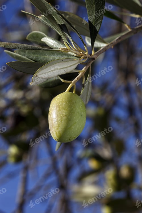 Preview: Olive Tree