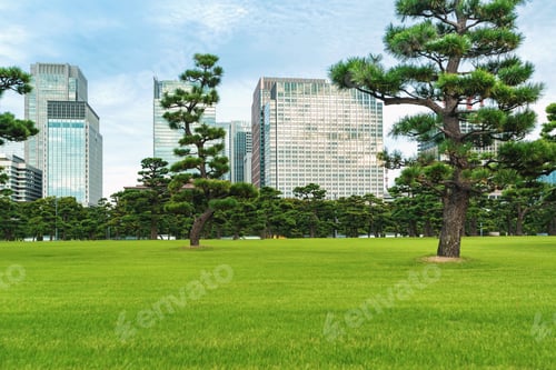 Preview: Pine Trees Outside The Emperor'S Palace In Chiyoda, Tokyo, Japan