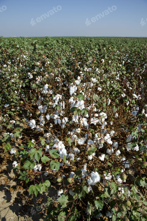 Preview: Cotton In The Field, Central California, Just Before Harvesting