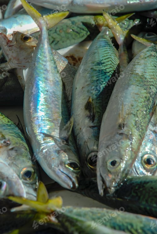 Preview: Fresh Fish Caught In Rio De Janeiro, Fishmongers In Copacabana