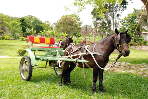 Preview: Pony, Small Horse