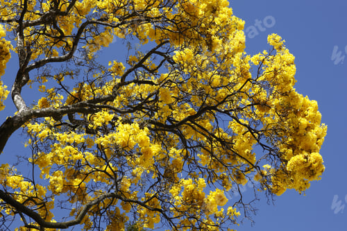 Preview: Yellow Ipê