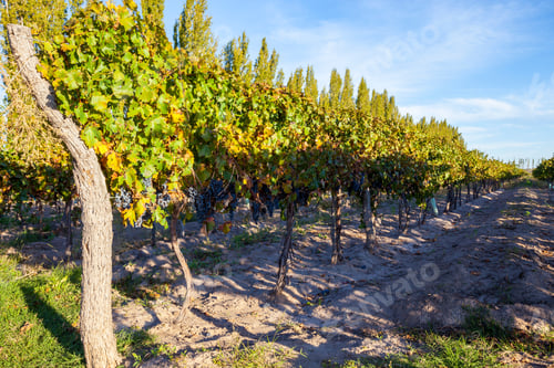 Preview: Grape Plantation In The State Of Mendoza, Argentina