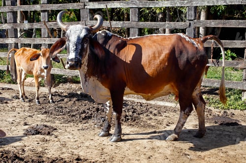 Preview: Cow With Calf In Corral