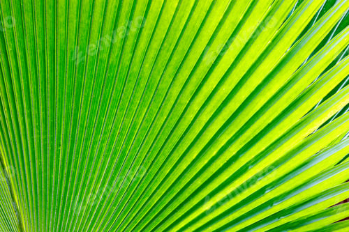 Preview: Lines And Textures Of Green Palm Leaves