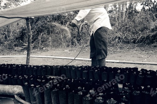 Preview: Black And White Vintage Style Photo Of Puerto Rican Farmer Watering Baby Coffee Trees. Small