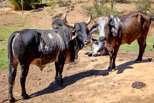 Preview: Ox Zebu With Horn