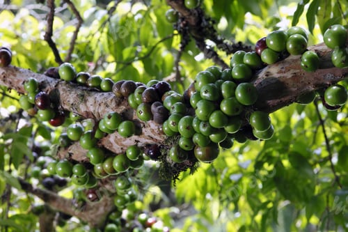 Preview: Jabuticaba