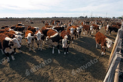 Preview: Hereford Cattle Farm In Mendoza Argentina.