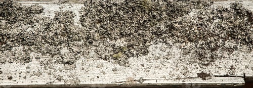 Preview: Rustic White Wood Texture Covered with Moss