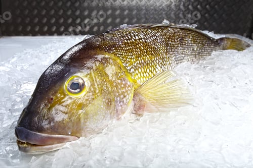 Preview: Fishmonger