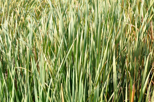 Preview: Weeds, To Be Used As Deep