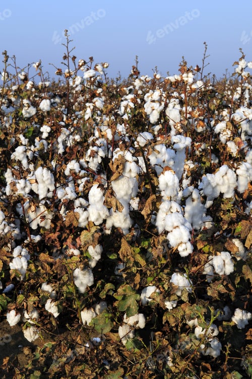 Preview: Cotton In The Field, Southern San Joaquin Valley, California, Ready To Harvest