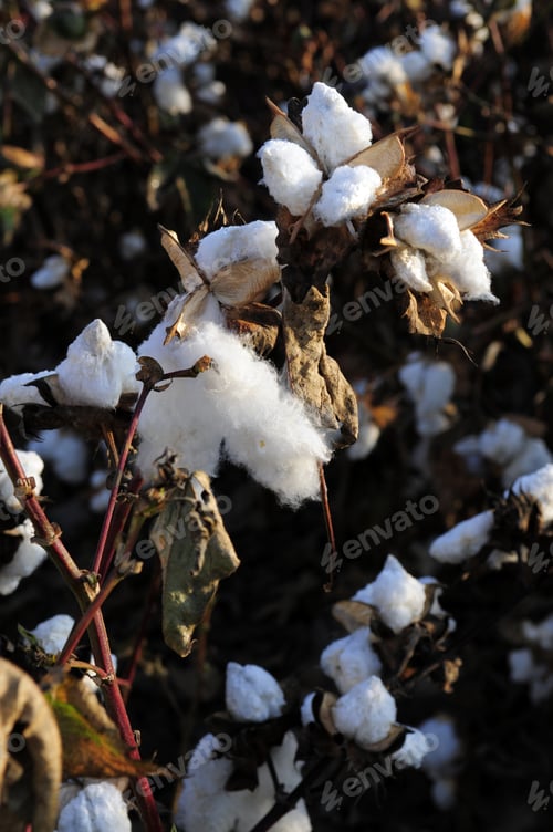 Preview: Cotton In The Field, Southern San Joaquin Valley, California, Ready To Harvest