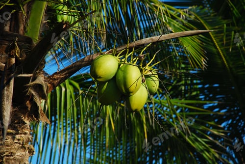 Preview: Coconut