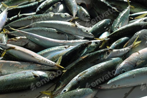 Preview: Fresh Fish Caught In Rio De Janeiro, Fishmongers In Copacabana