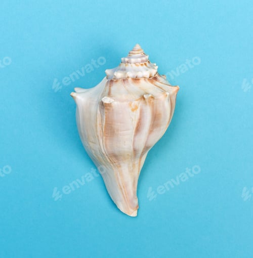 Preview: Big Seashell On A Blue Paper Background