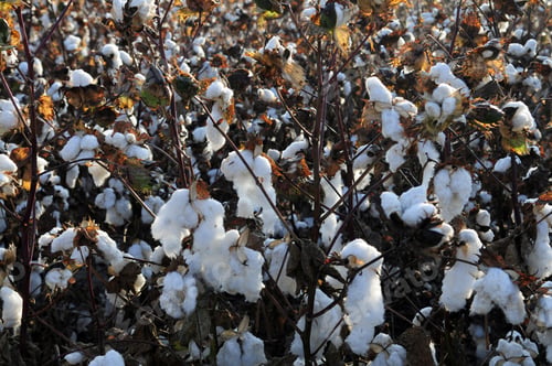 Preview: Cotton In The Field, Southern San Joaquin Valley, California, Ready To Harvest