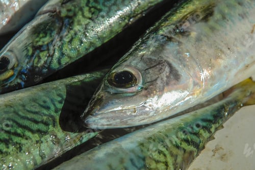 Preview: Fresh Fish Caught In Rio De Janeiro, Fishmongers In Copacabana