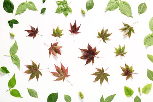 Preview: Collection Of Japanese Maples And Green Leaves Top View Flat Lay
