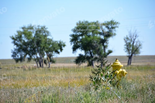 Preview: Yellow Fire Hydrant In A Field