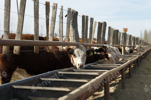 Preview: Hereford Cattle