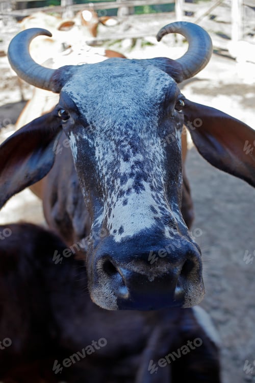 Preview: Cow With Calf In Corral