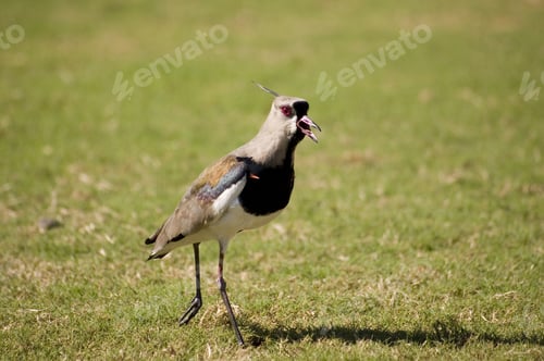 Preview: Quero-Quero - Bird