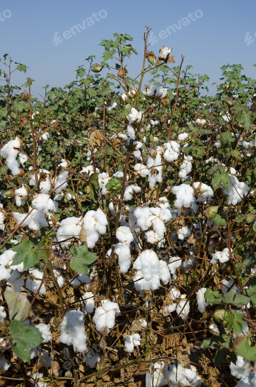 Preview: Cotton In The Field, Central California, Just Before Harvesting
